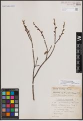 Foto von Salix athabascensis Raup